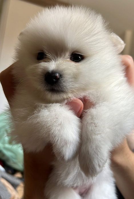 Sptiz lulu top macho