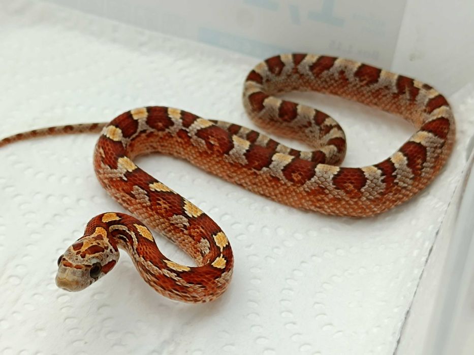 Wąż zbożowy / Odmiana: Bloodred ph. 66% caramel, stripe  / Samica / ID:F12
