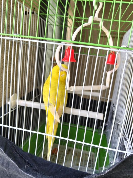 Periquito Australiano fêmea