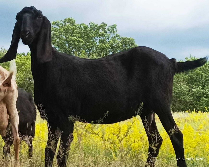 Козочка 25% камори , коза,козлята