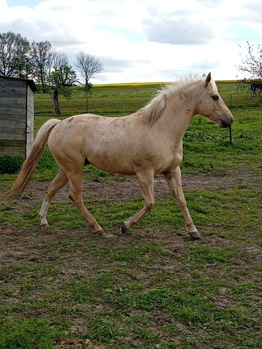 Wałach AQH 14.04.2018r