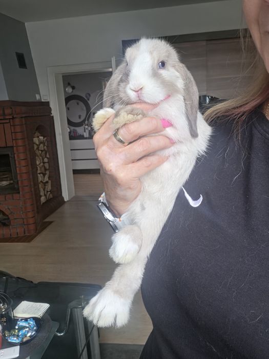 Króliczki Mini lop hodowla zarezerwowana