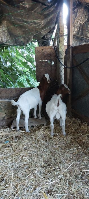 Casal Boer puros