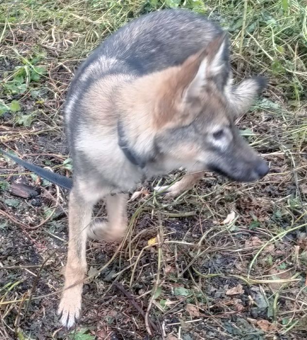 Продам дівчинку вовкособа