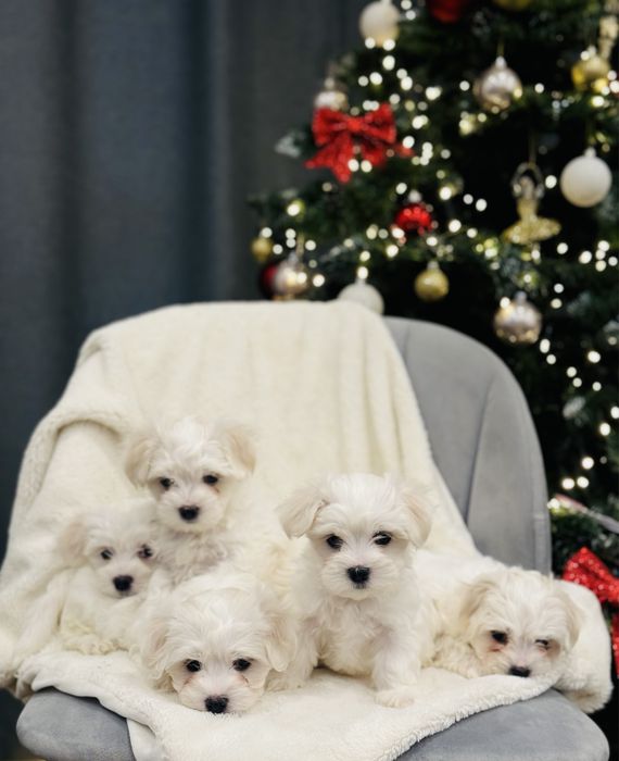 Продаються цуценята порода мальтійська болонка ,народились 9 жовтня!