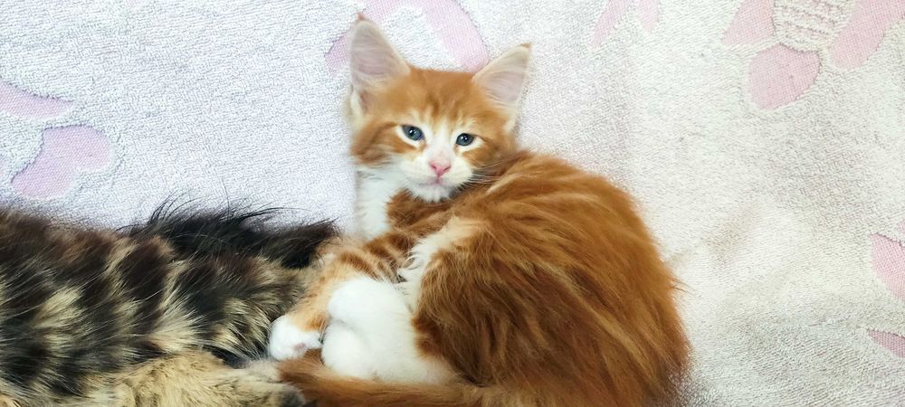 Хлопчик  Мейн Кун