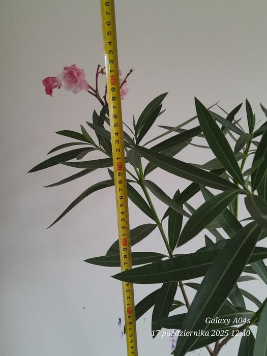 Oleander.  Różowy