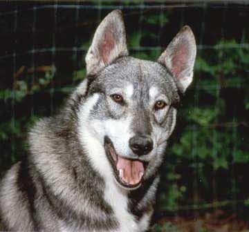 Цуценя породи Західносибірський лайка