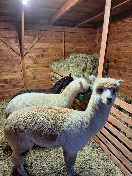 Domek i łowisko  do wynajęcia