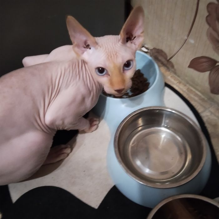 Котик канадський сфінкс.