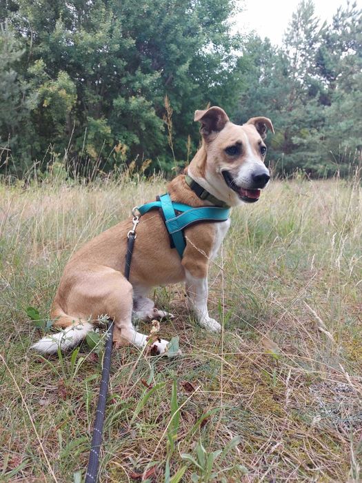 BORYS - Schronisko dla Zwierząt w Ostródzie