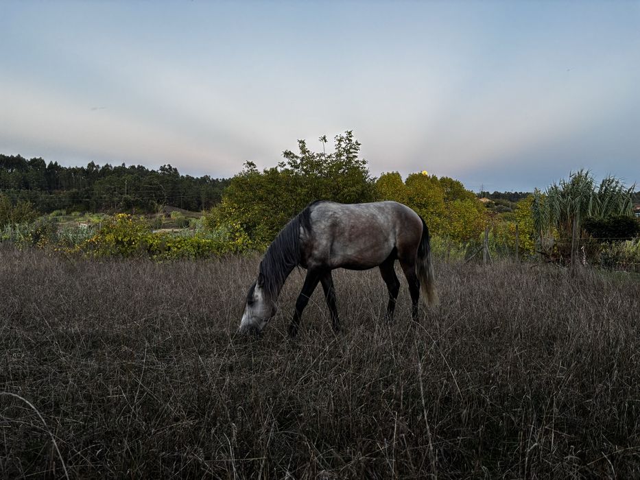 Poldro 3 anos de idade