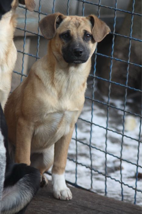 В добрые руки Щенок крепной собаки ( девочка) привита