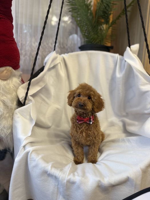 Pudel mini miniaturowy pies samiec red rudy płowy