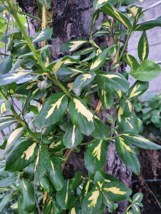 Бересклет пестролистный, 3 сорта, черенки