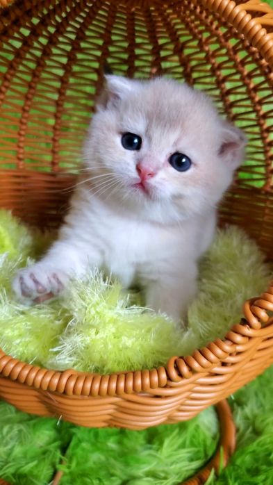 Нежные малыши ждут любящих родителей. Котята золотая шиншилла.