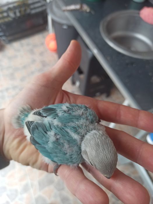 Rosicolis novos para criar a mão