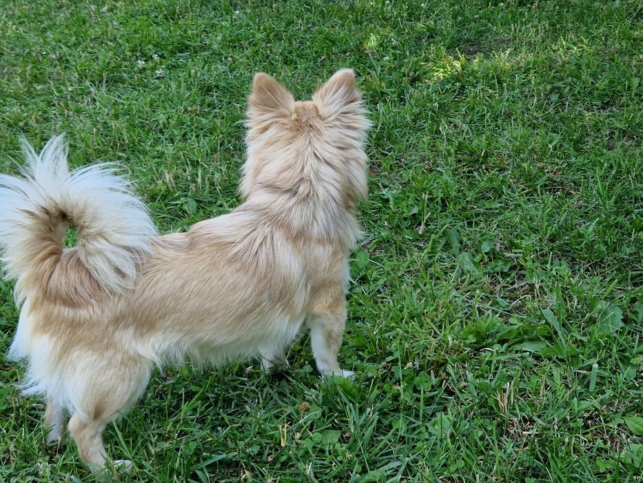 Piesek długowłosy Chihuahua