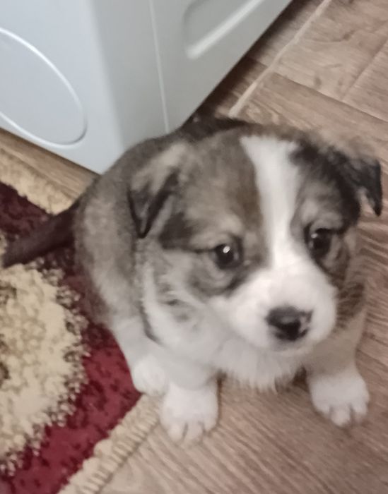 Дівчинка красуня в добрі руки