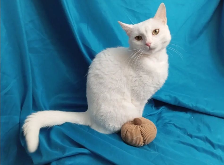 Отдам даром в добрые руки белую кошечку