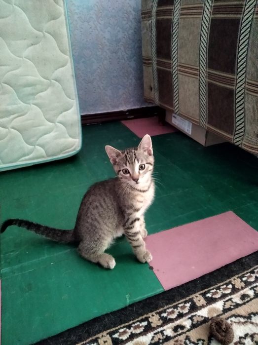 Отдам котят в хорошие руки