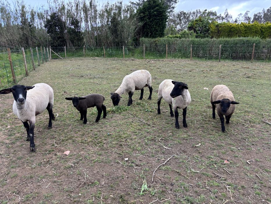 Ovelhas e borregos Suffolk