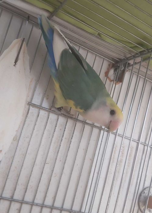 Agapornis Roseicollis Macho sexado e anilhado