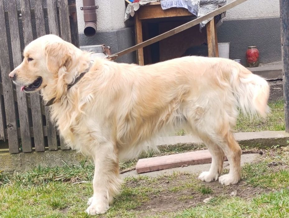 Вязка Золотистий ретрівер