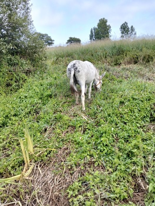 Vendo burro capado