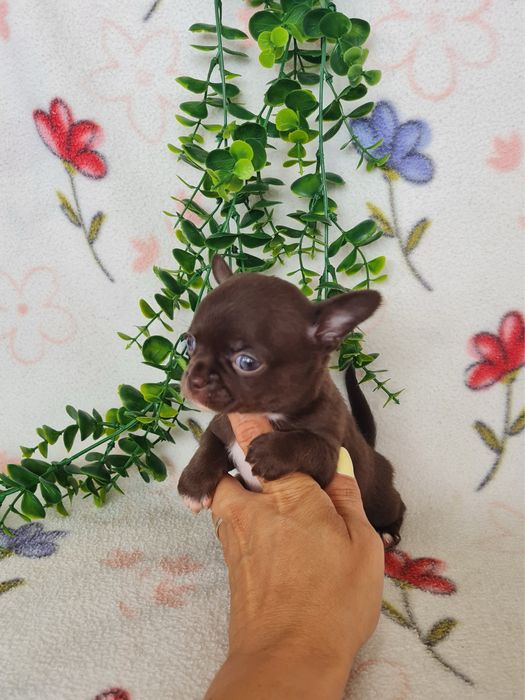 Excecional mini Chihuahua/Chiuaua.LinhagemRussa,Qualidade