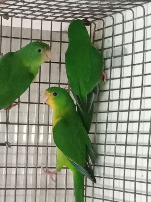 Periquito limão macho