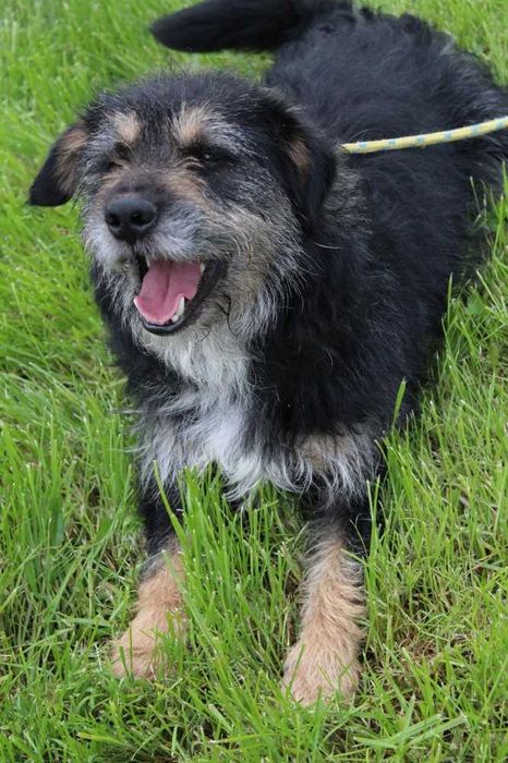 Lucyfer kocha człowieka , ale nie lubi psów - schronisko