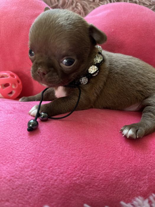 Suczka chihuaha miniaturka