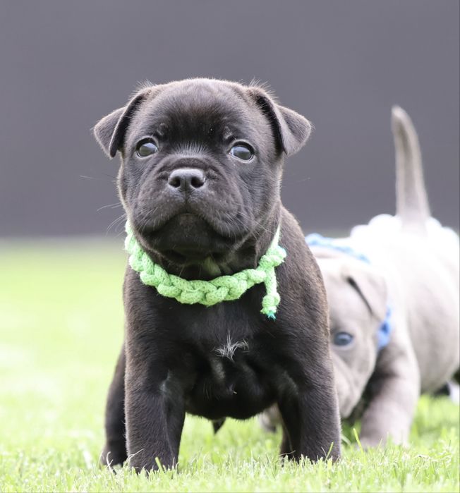Staffordshire Bull Terrier, Staffik, stafford
