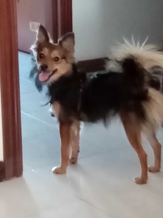 Pet-Sitting Vila Franca de Xira em ambiente familiar