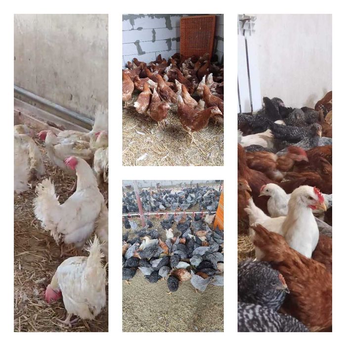 Продам кури несушки! Доставка безкоштовна. Крижопіль!