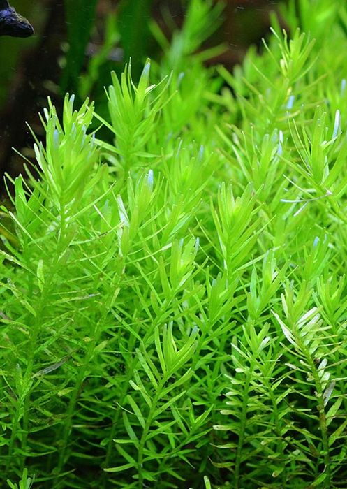 Rotala Green (Rotala rotundifolia “Green”) – Planta de Crescimento Rápido