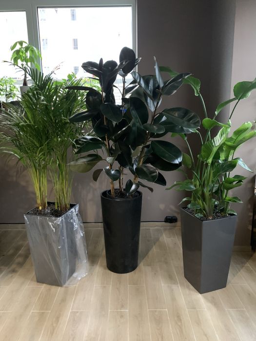 Фікус  ,  Арека. , Стреліція  висота 2 м