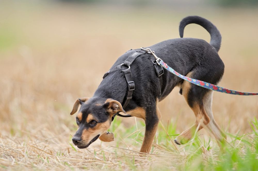 Roczny Diorek pilnie czeka na dom