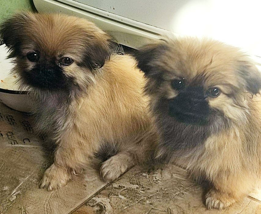 Продам цуценят пекінеса