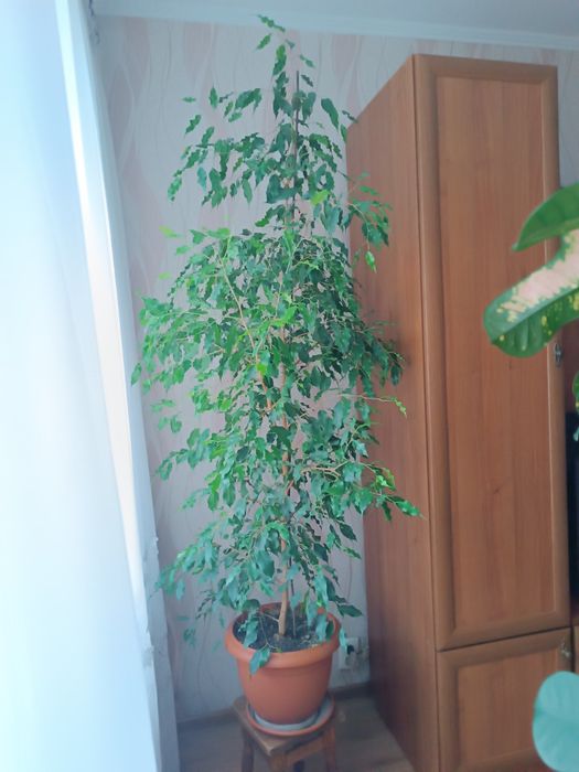 Продається фікус Бенджаміна