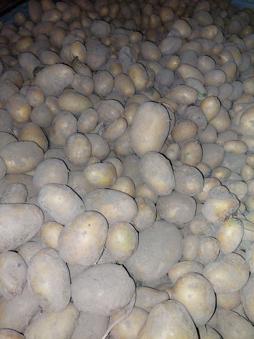 Ziemniaki jadalne Queen Anna