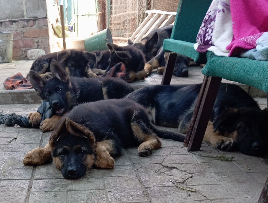 Шикарные немчики