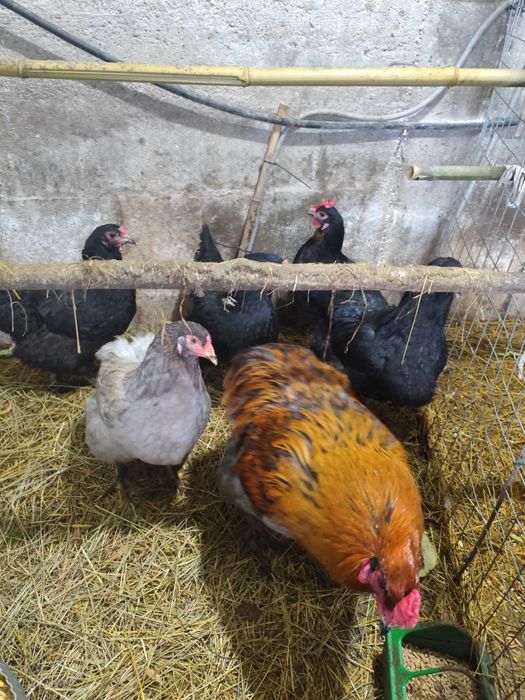 Ovos férteis Oliverejer