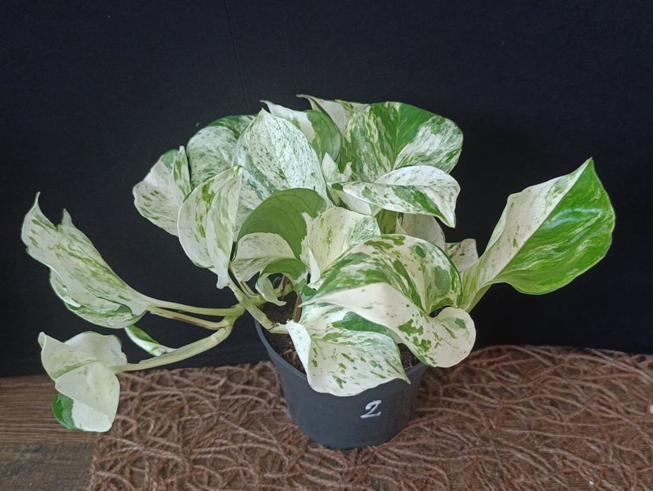 Епіпремнум Хеппі Ліф (Epipremnum aureum 'Happy Leaf'),Епіпремнум Хеппі Ліф (Epipremnum aureum 'Happy Leaf'),