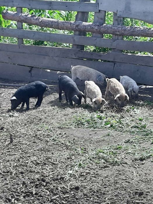 Поросята. Угорська пухова мангалиця, венгерская пуховая мангалица.