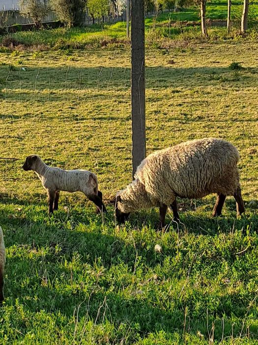 Suffolk fêmea linda