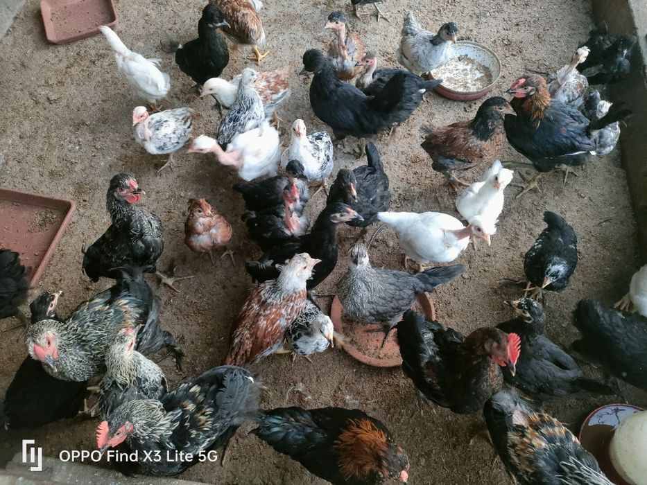 Galinhas, galos, perus, frangos, gansos.