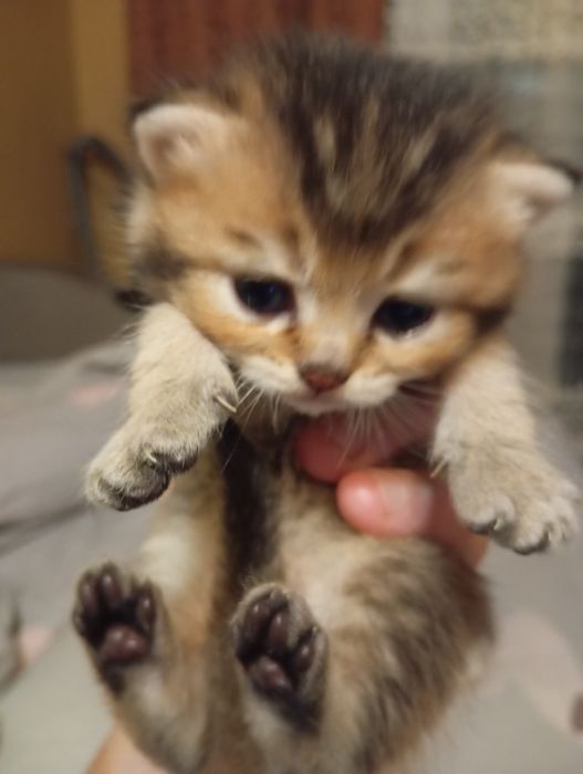 Шотландські кошенята в забарвленні золота та срібляста шиншила