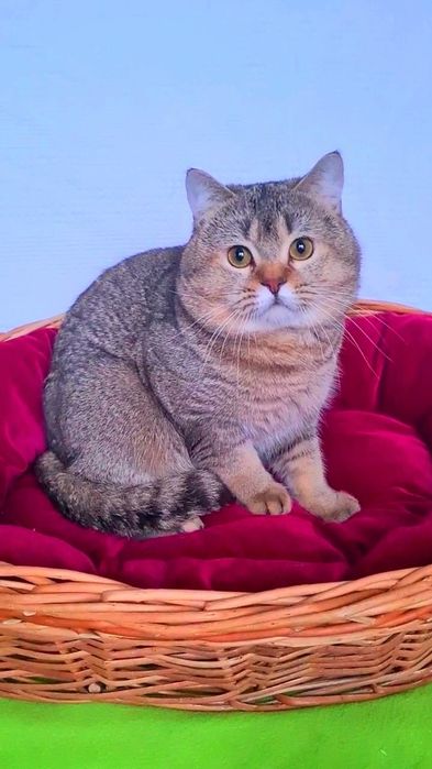 Шикарний хлопчик від золотої шиншили